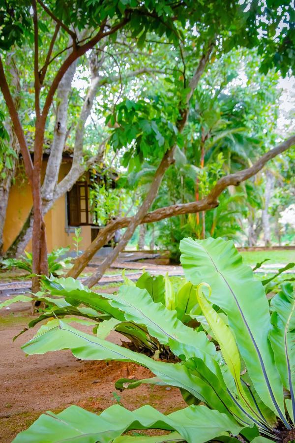 Birds Paradise Cabanas Unawatuna Extérieur photo